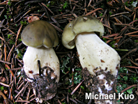 Tricholoma rapipes