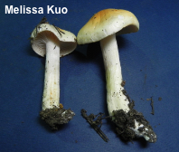 Tricholoma rapipes