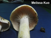 Tricholoma rapipes