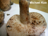 Tricholoma species 02