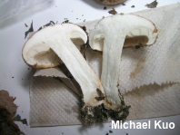 Tricholoma species 02