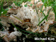Abortiporus biennis
