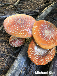 Amanita muscaria var. muscaria