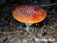 Amanita muscaria var. muscaria