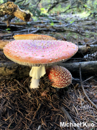 Amanita muscaria var. muscaria