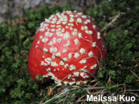 Amanita muscaria var. muscaria