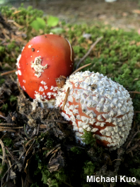 Amanita muscaria var. muscaria