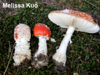 Amanita muscaria var. muscaria