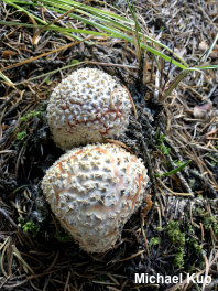 Amanita muscaria var. muscaria