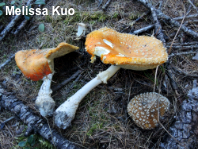 Amanita muscaria var. muscaria