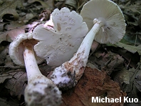 Amanita salmonescens