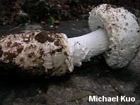 Amanita smithiana