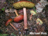 Aureoboletus projectellus