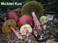 Aureoboletus projectellus