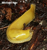 Banana Slug