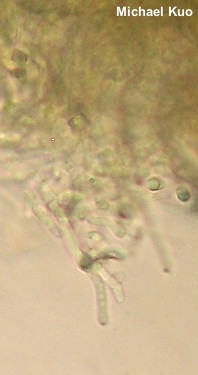 Callistosporium purpureomarginatum