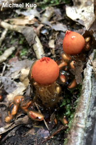 Calostoma cinnabarinum