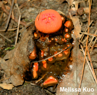 Calostoma cinnabarinum