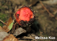 Calostoma cinnabarinum