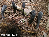 Cordyceps ophioglossoides