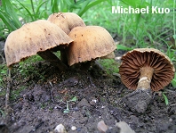 Cortinarius distans