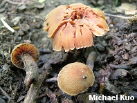 Cortinarius distans