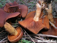 Cortinarius malicorius