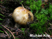 Cortinarius pinguis