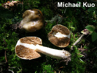 Cortinarius pinguis