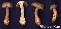 Cortinarius rubripes