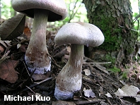 Cortinarius subpulchrifolius