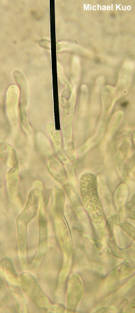 Craterellus odoratus
