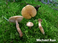 Cystoderma amianthinum