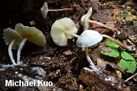 Cystolepiota seminuda