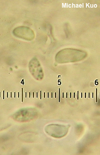 Dermoloma cuneifolium