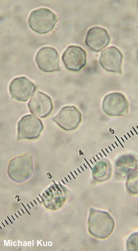 Entoloma luridum