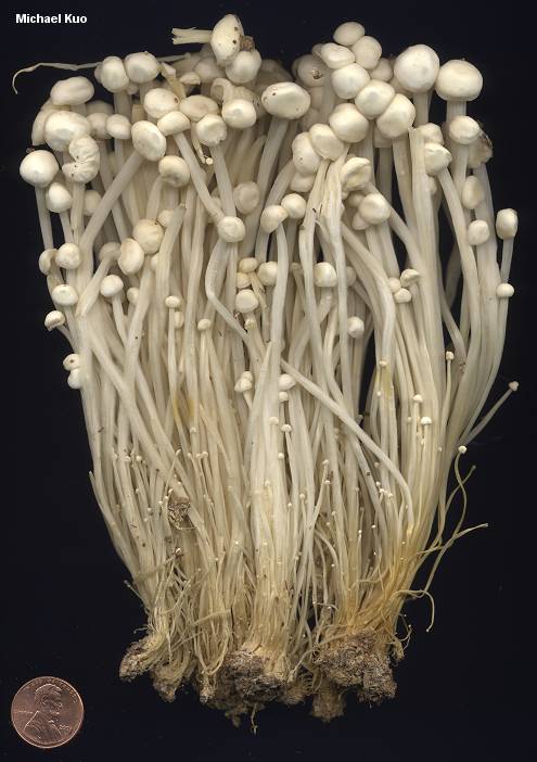 Как выращивают грибы эноки. Flammulina filiformis. Эноки грибы Семина. Грибы Эноки в природе. Азиатские грибы Эноки.
