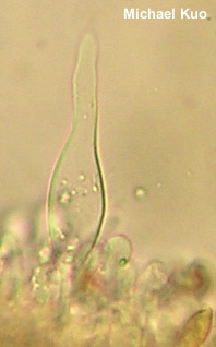 Galerina badipes