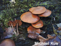 Galerina marginata