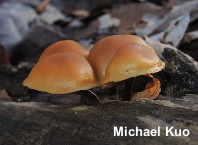 Galerina marginata