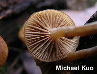 Galerina marginata