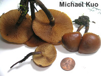 Galerina marginata