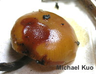 Galerina marginata