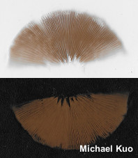 Galerina marginata