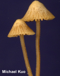 Galerina vittiformis