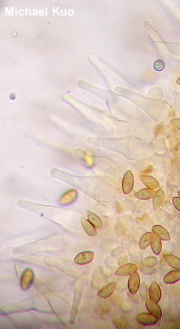 Galerina vittiformis