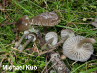 Gliophorus irrigatus
