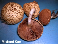 Gymnopilus fulvosquamulosus