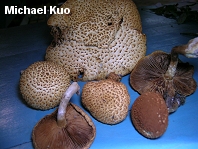 Gymnopilus fulvosquamulosus