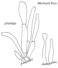 Gymnopilus fulvosquamulosus